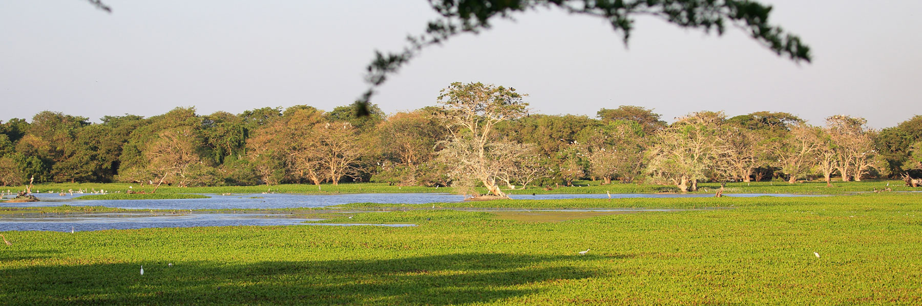 Anawilundawa Wetlands